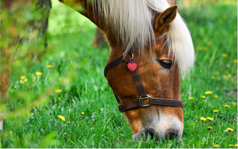 Maintaining Your Horse’s Digestive Health