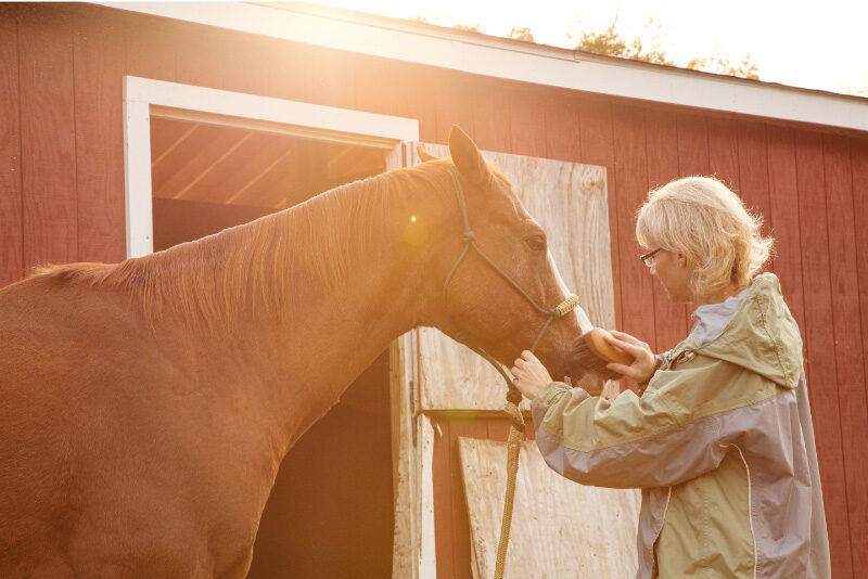 3 Most Common Cancers In Horses