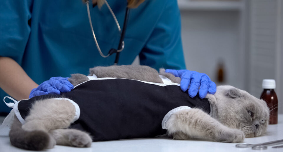 5 Reasons to Spay or Neuter Your Cat