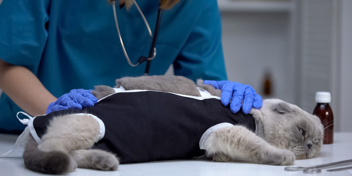 5 Reasons to Spay or Neuter Your Cat