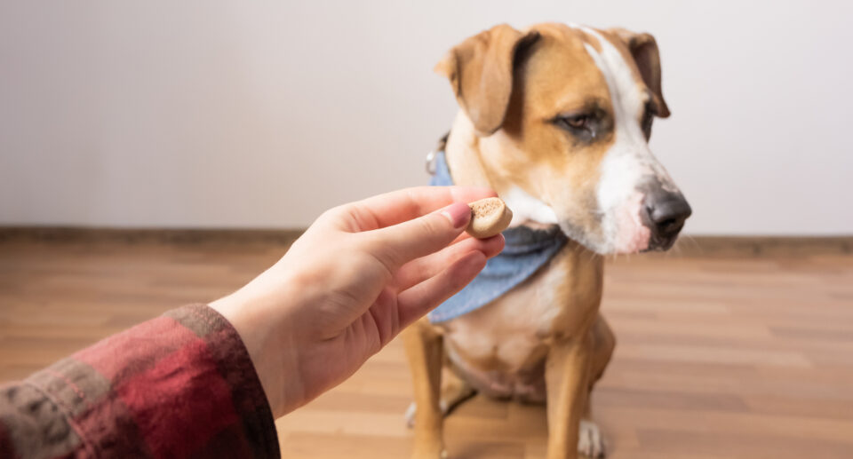 5 Treats for Dogs That Don’t Like Treats