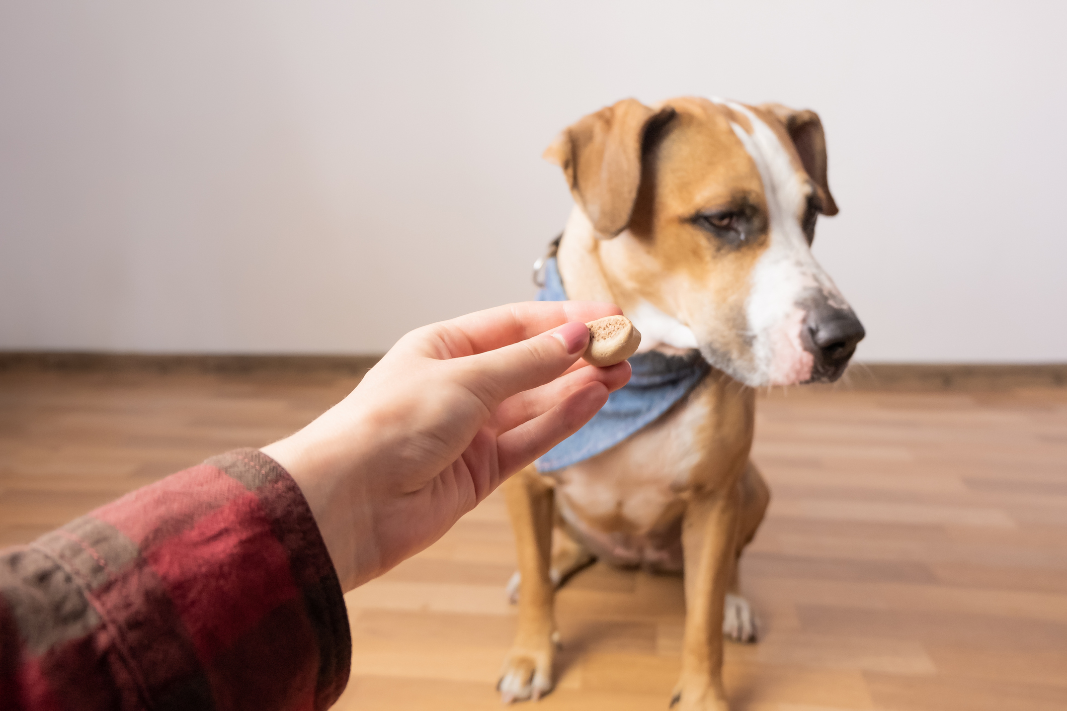 5 Treats for Dogs That Don’t Like Treats