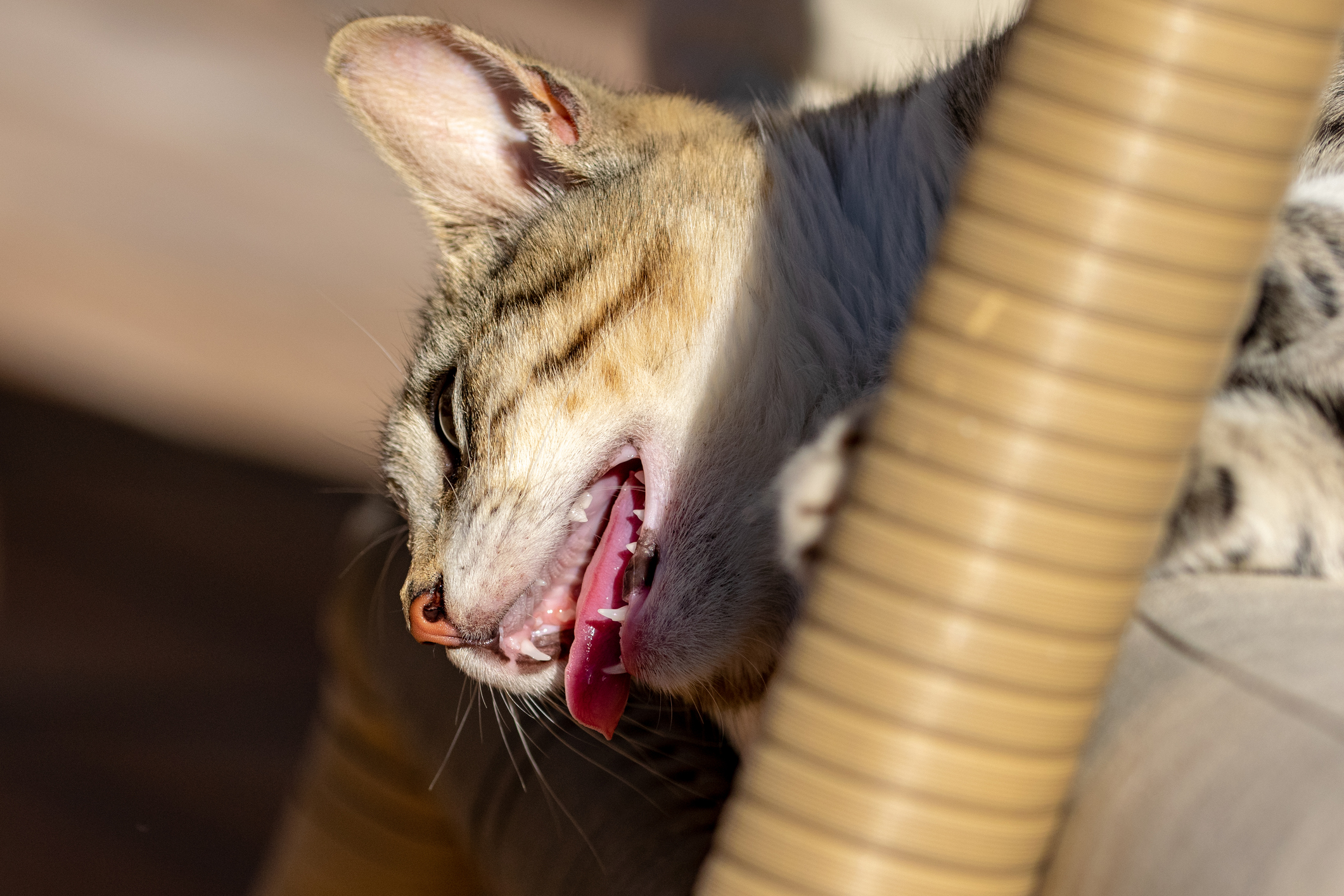 Panting in Cats: What Does It Mean?