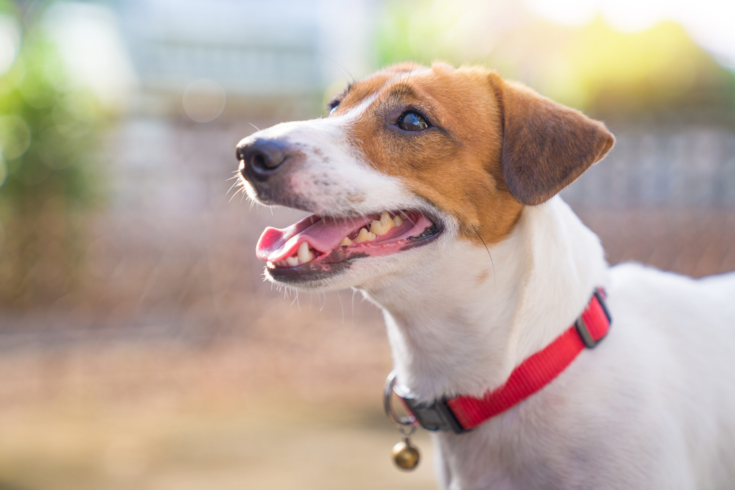 What Does It Mean When Your Dog Is Panting?