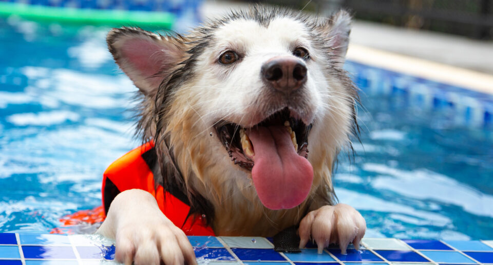 Can Dogs Drown? Keeping Your Dog Safe Around Water