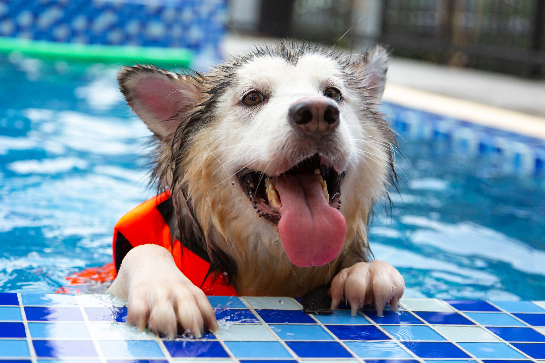 Can Dogs Drown? Keeping Your Dog Safe Around Water