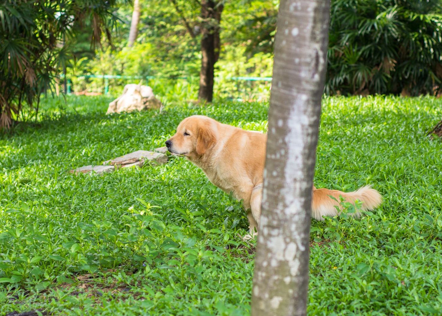 What To Feed A Dog With Diarrhea