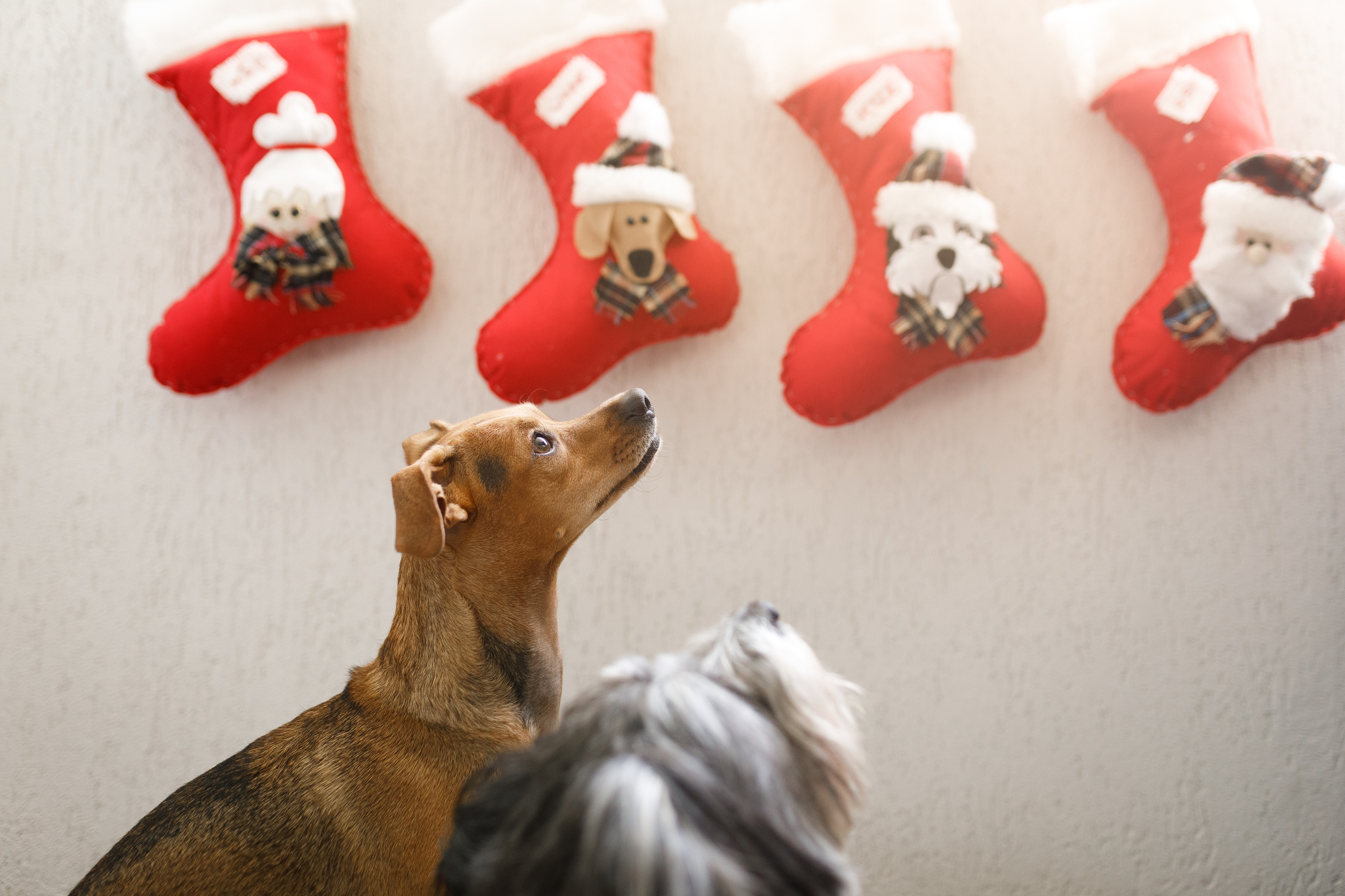 7 Stocking Stuffers For Every Good Dog on Your List