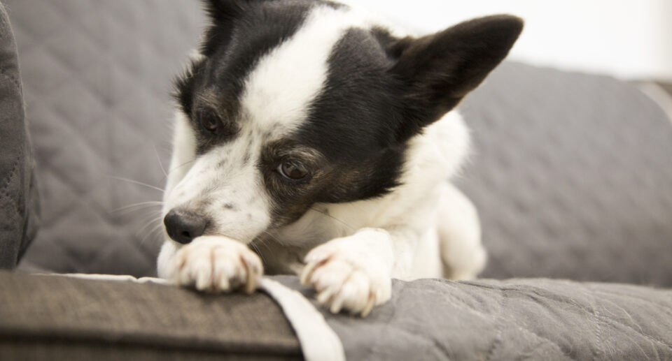 5 Ways To Instantly Relieve Itchy Skin in Dogs