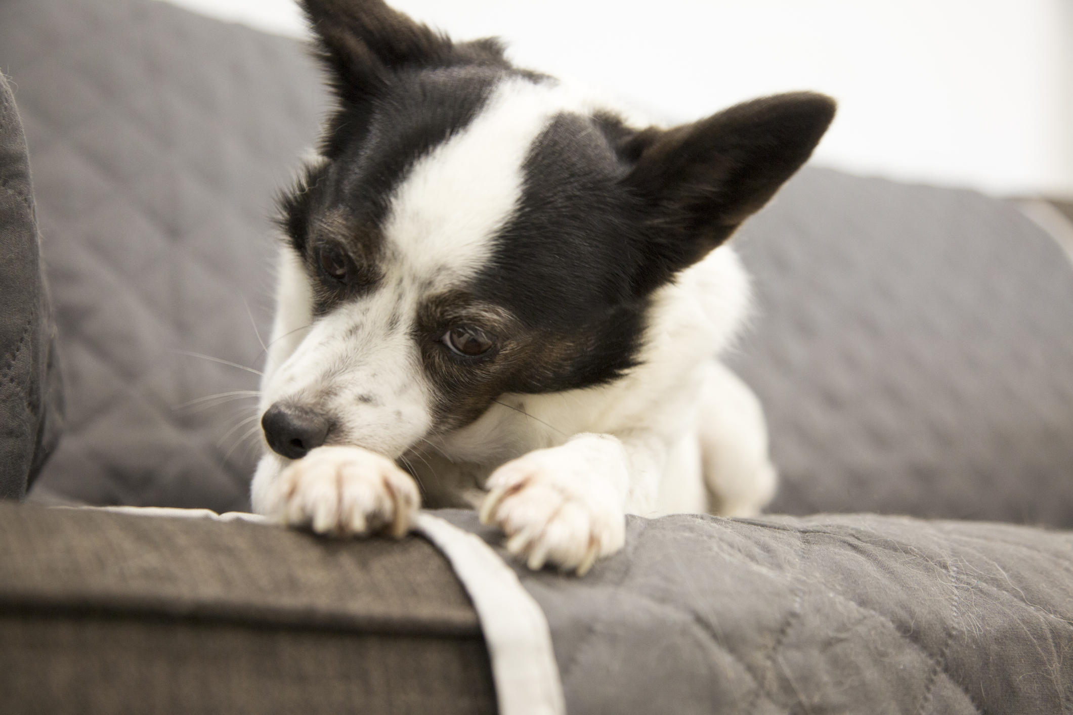 5 Ways To Instantly Relieve Itchy Skin in Dogs