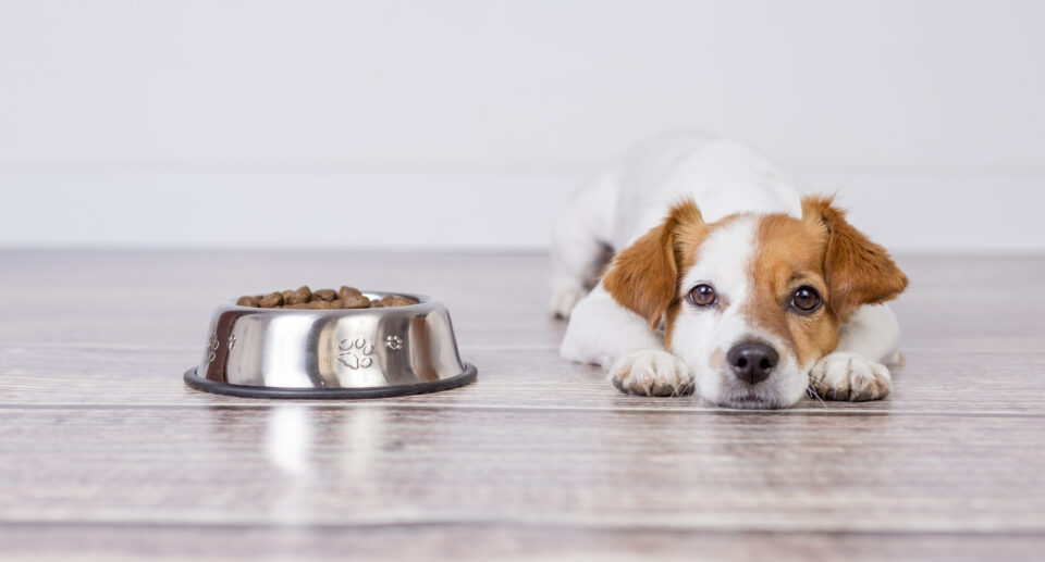 Picky Dog? Try These 7 Tips To Pique Your Pup’s ApDogite