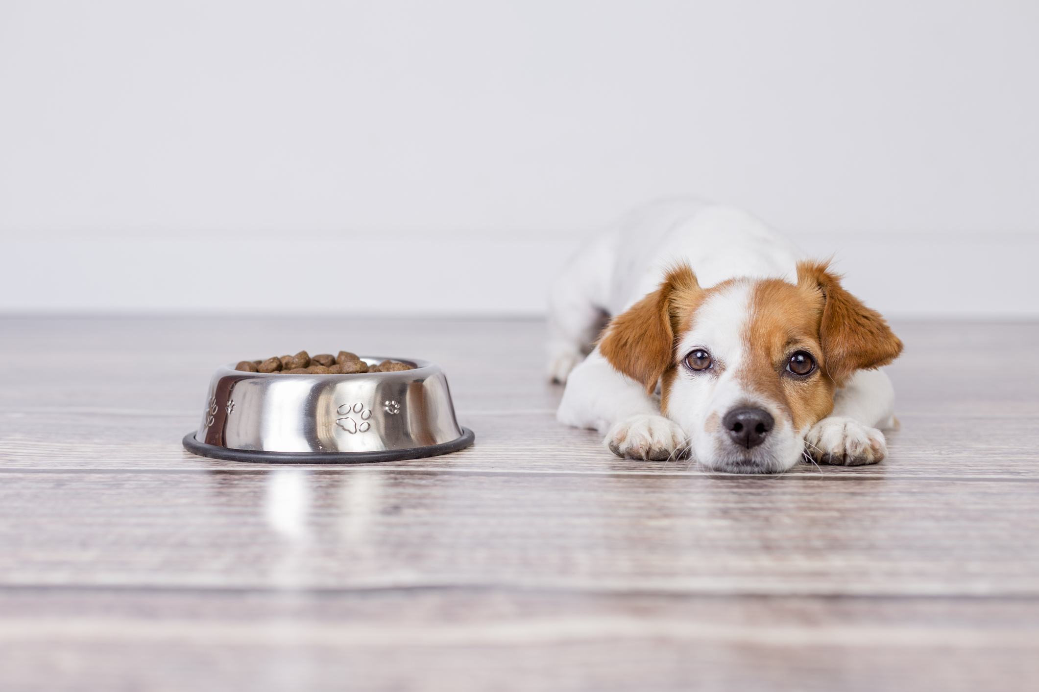 Picky Dog? Try These 7 Tips To Pique Your Pup’s ApDogite