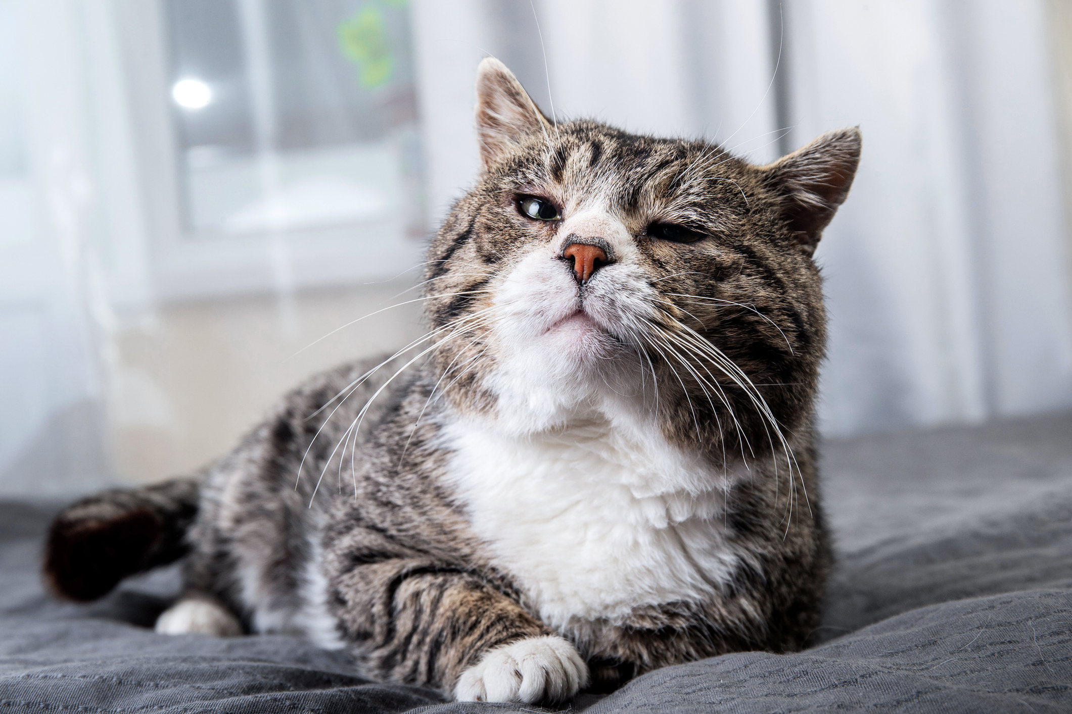 5 Reasons To Adopt A Senior Cat