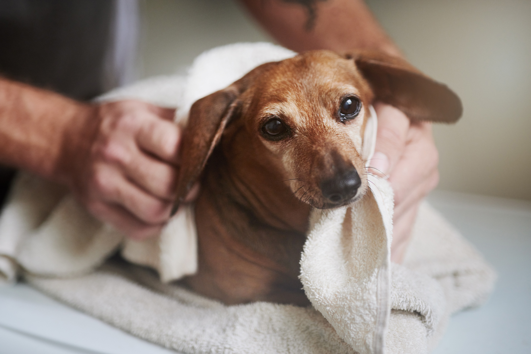 7 Tips for Bathing Your Dog in the Winter