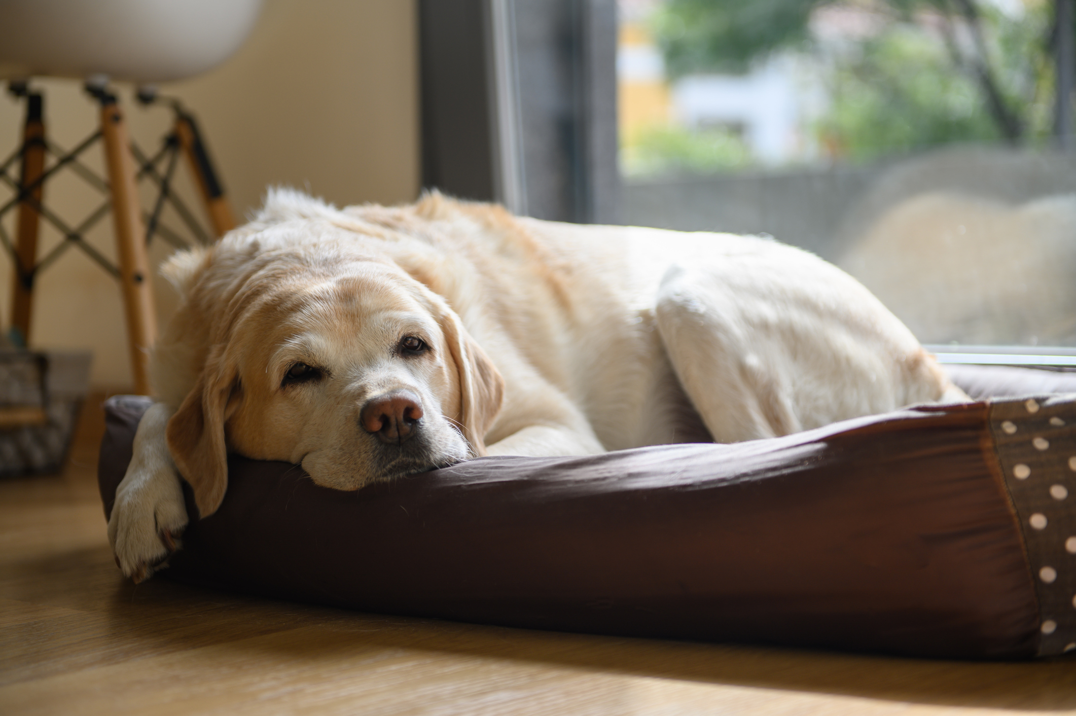 5 Common Causes of Chronic Pain in Dogs