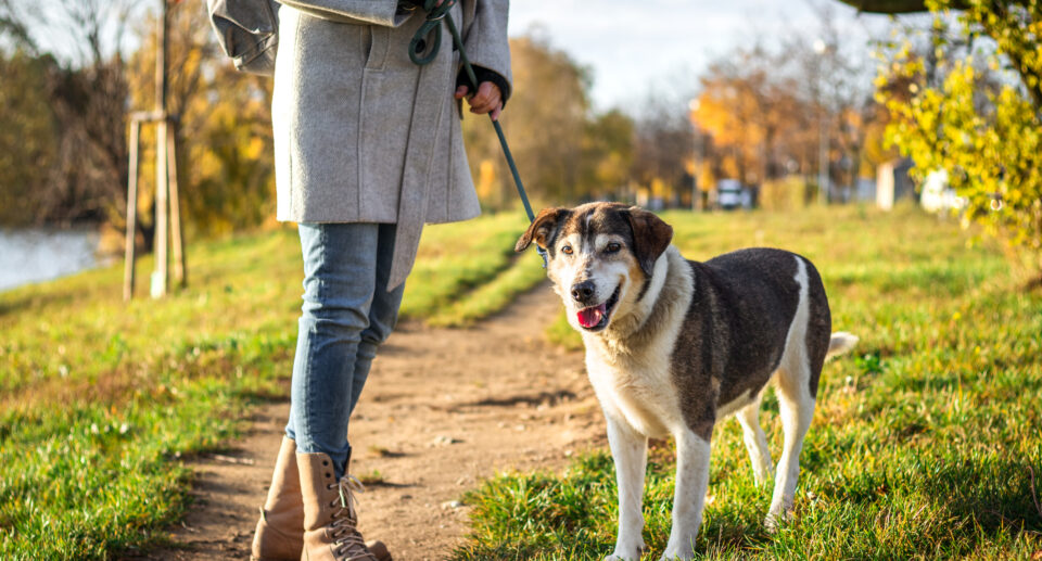 Can Walking Help Your Dog Lose Weight?