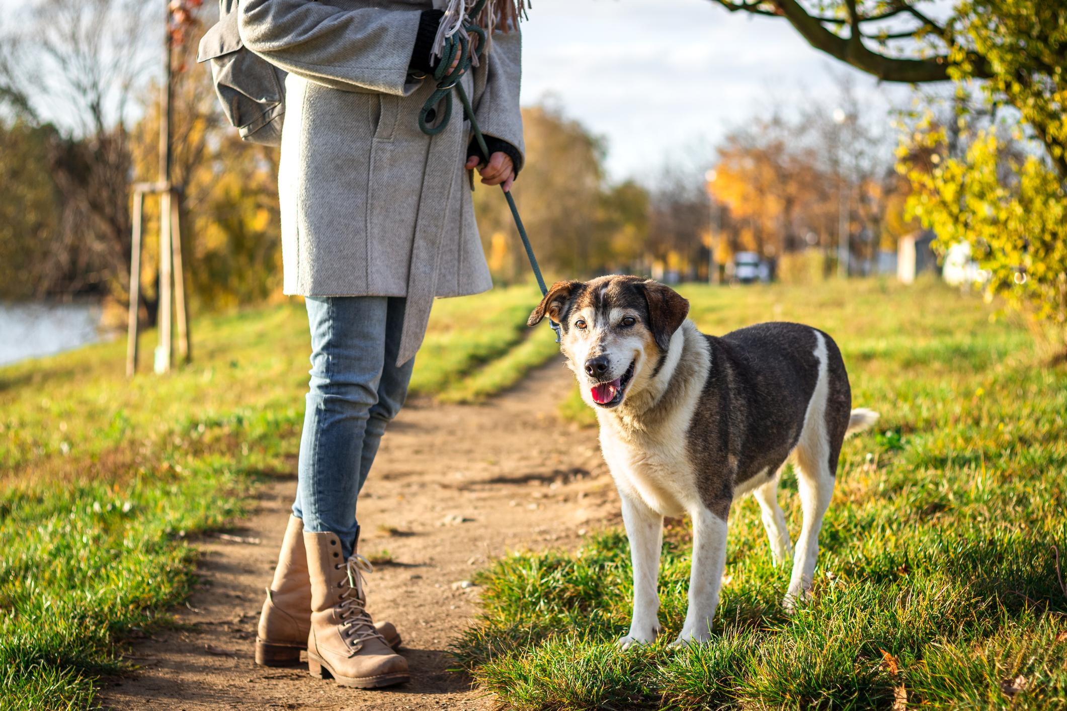 Can Walking Help Your Dog Lose Weight?