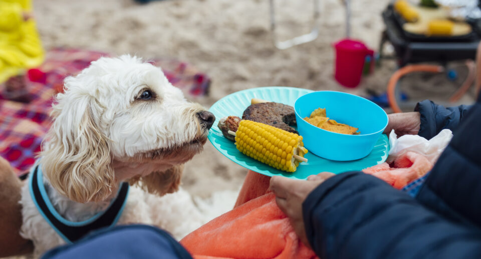 Is It Safe For Dogs To Chew Corn on the Cob?