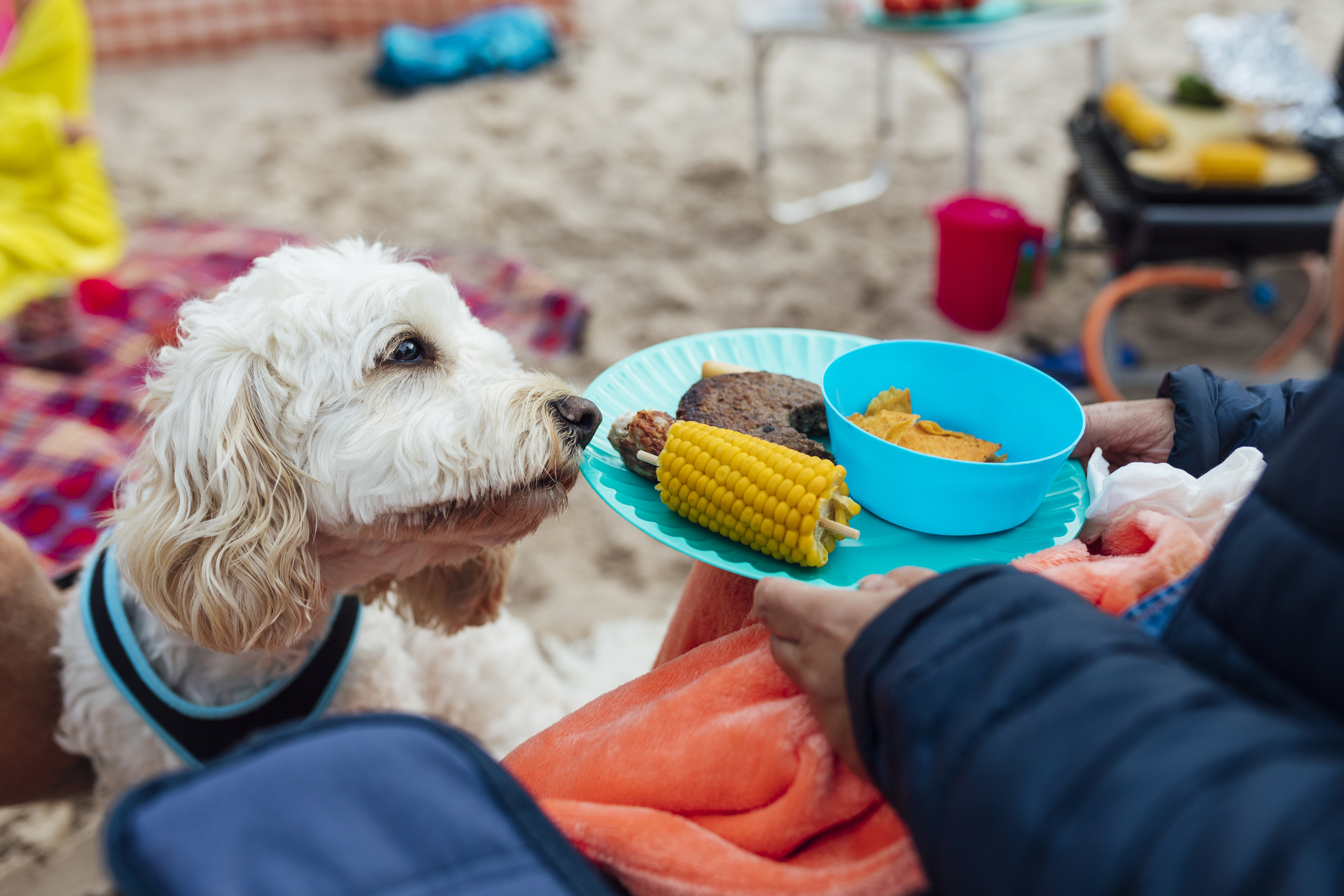 Is It Safe For Dogs To Chew Corn on the Cob?