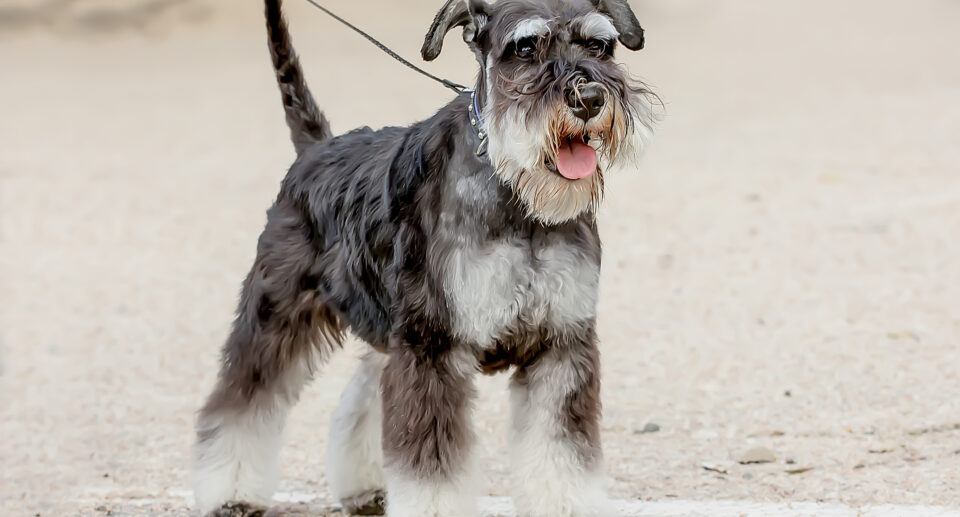 All About Your Schnauzer: Care Guide and Breed Info