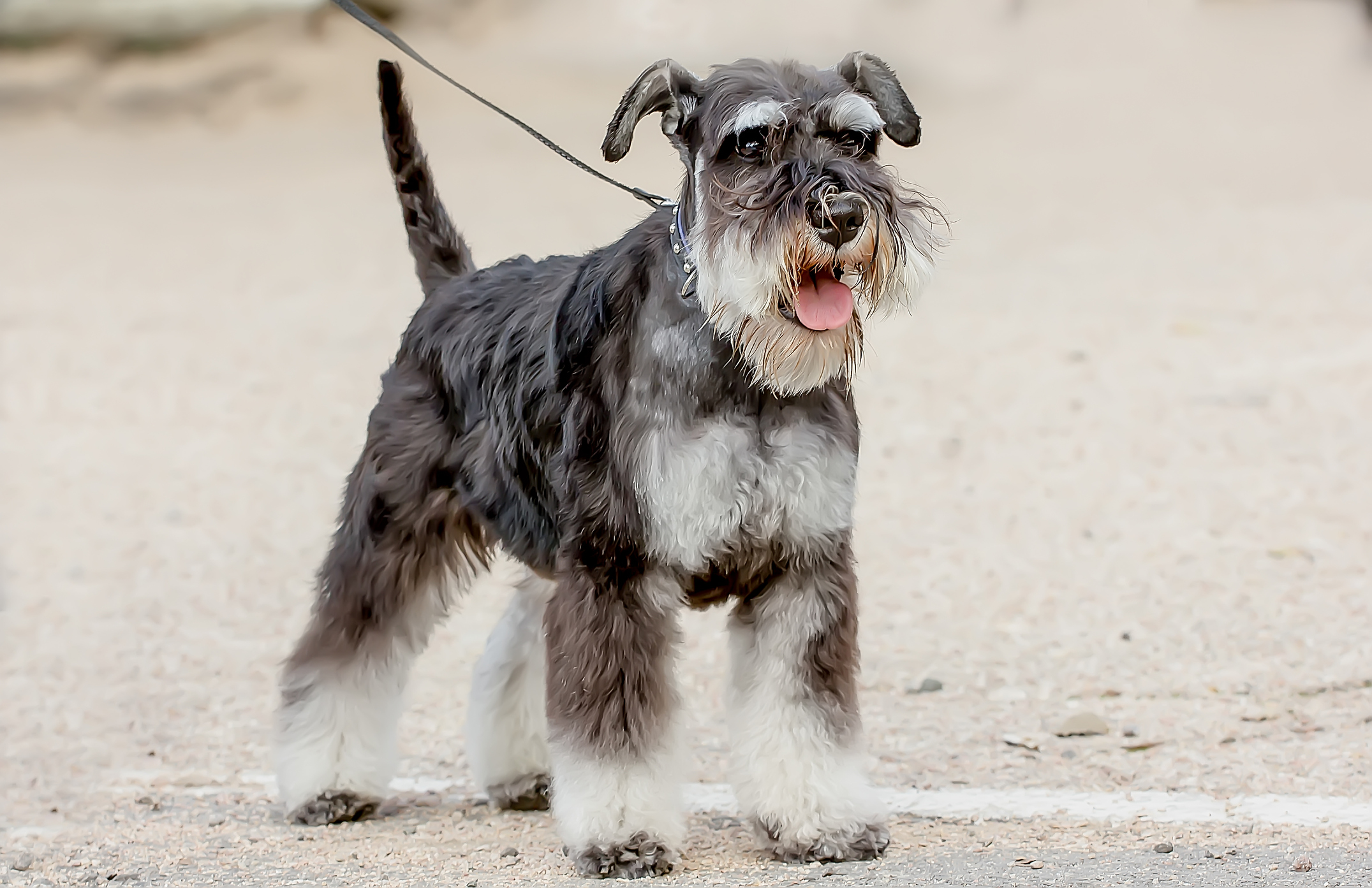 All About Your Schnauzer: Care Guide and Breed Info