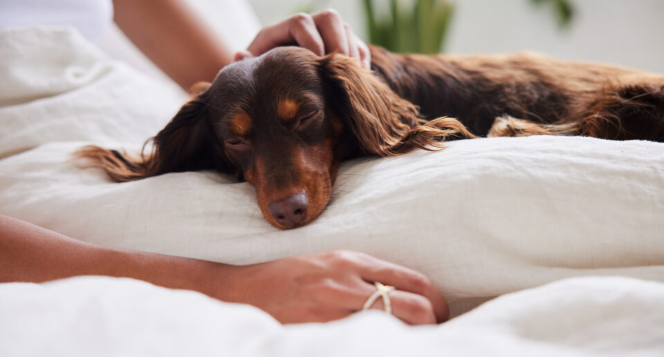 What Dog Parents Should Know About Myofascial Pain In Dogs