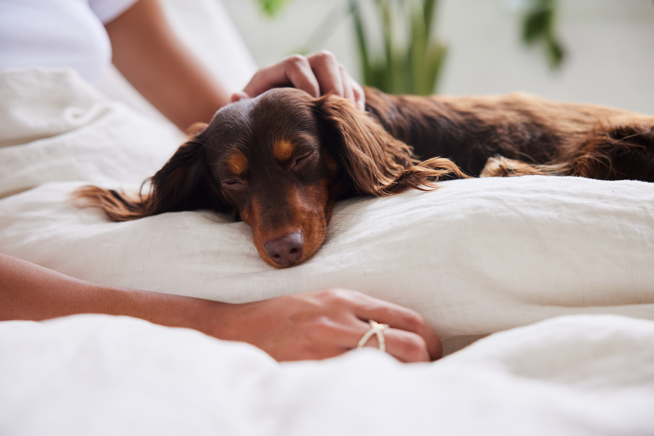 What Dog Parents Should Know About Myofascial Pain In Dogs