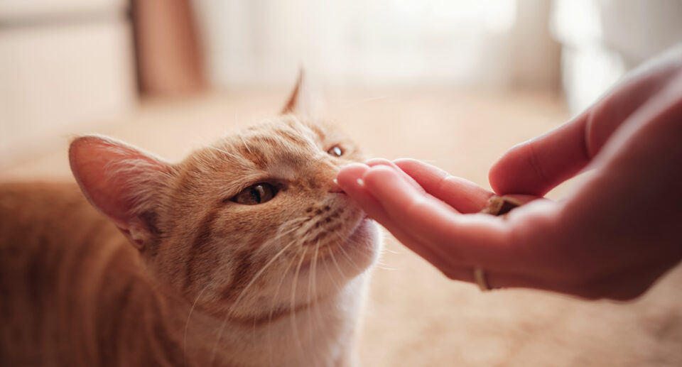 5 Treats for Cats That Don’t Like Treats