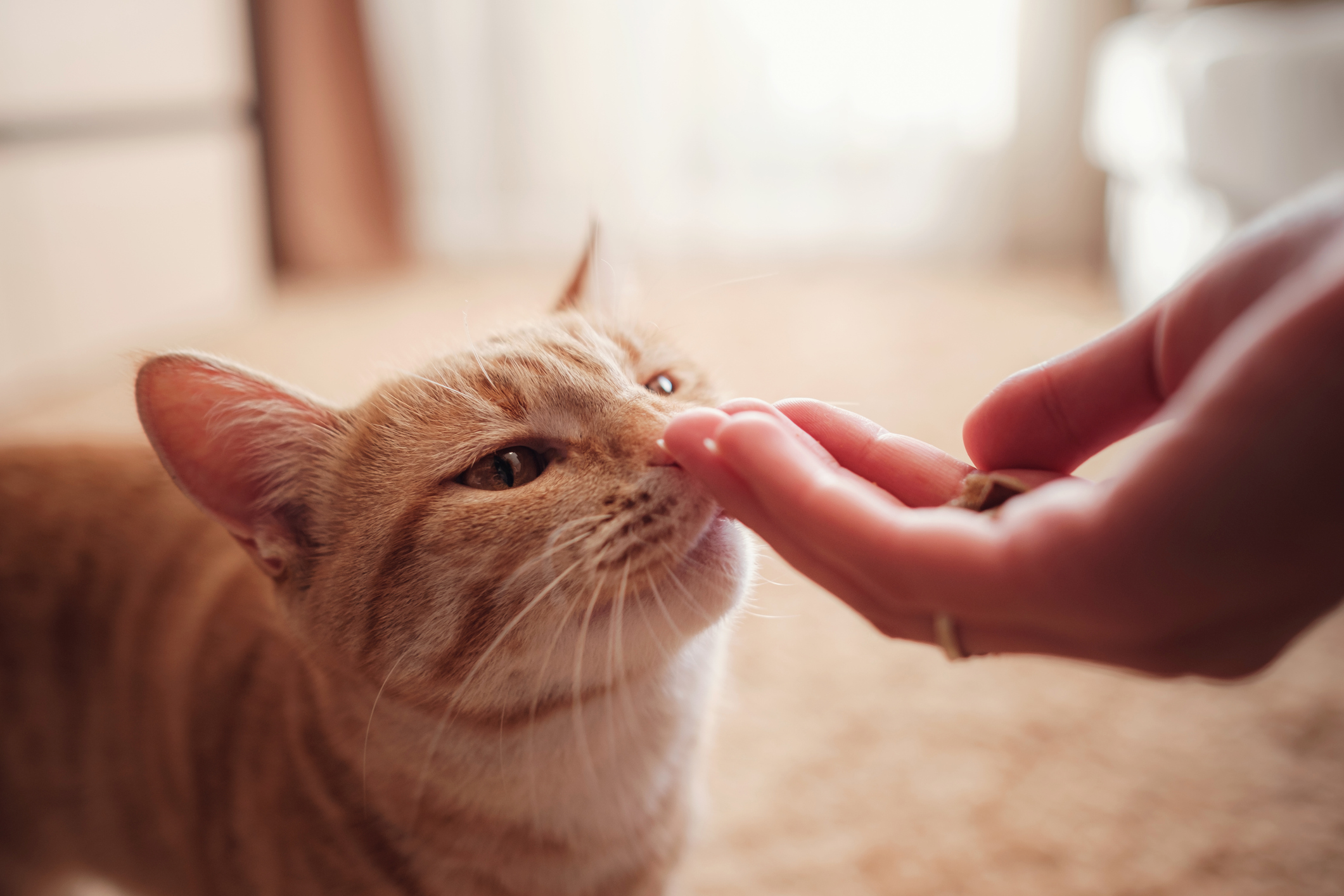 5 Treats for Cats That Don’t Like Treats