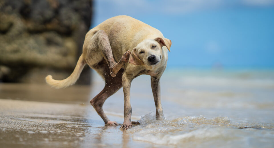 Top 5 Reasons Dogs Get Itchy in the Summer