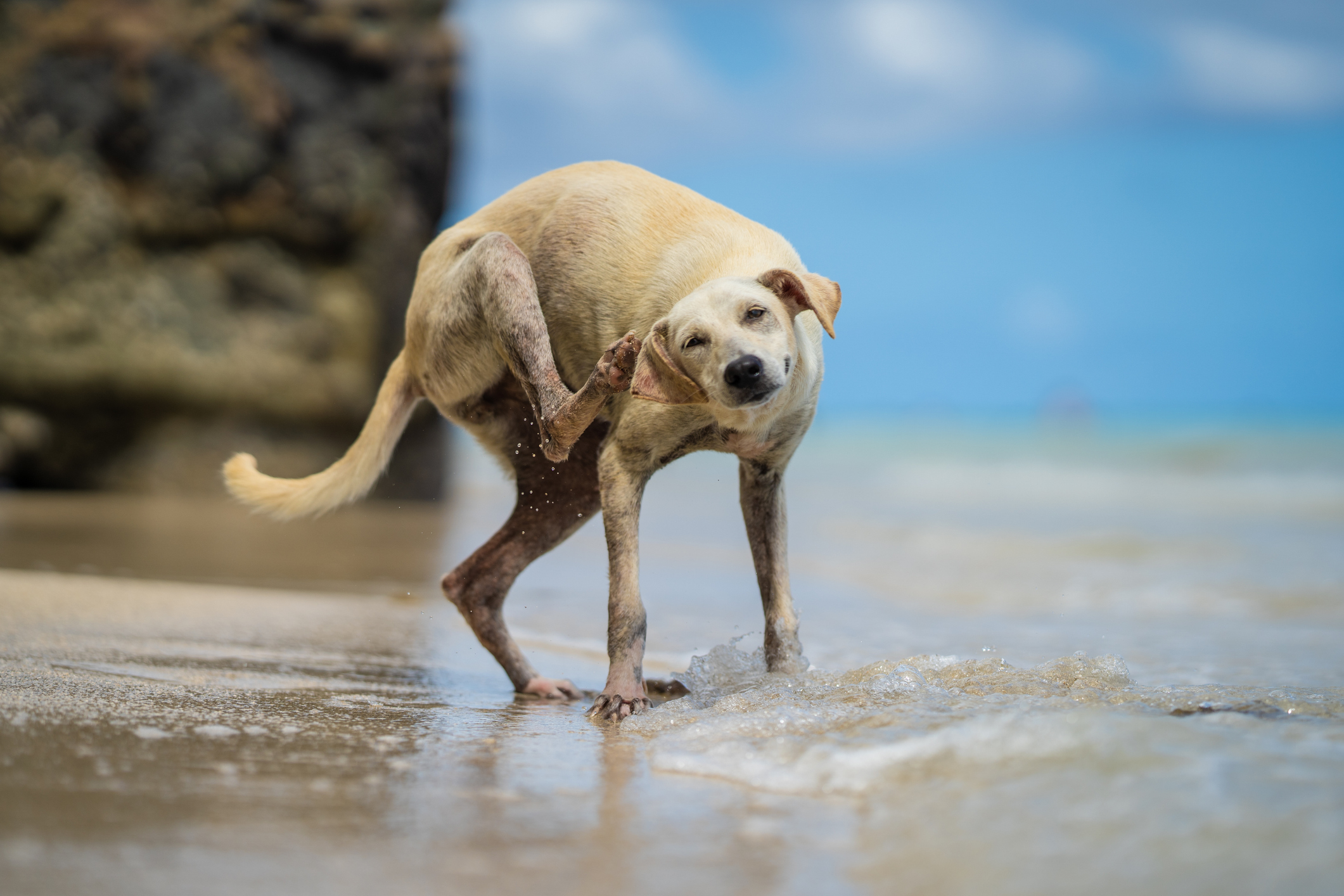 Top 5 Reasons Dogs Get Itchy in the Summer