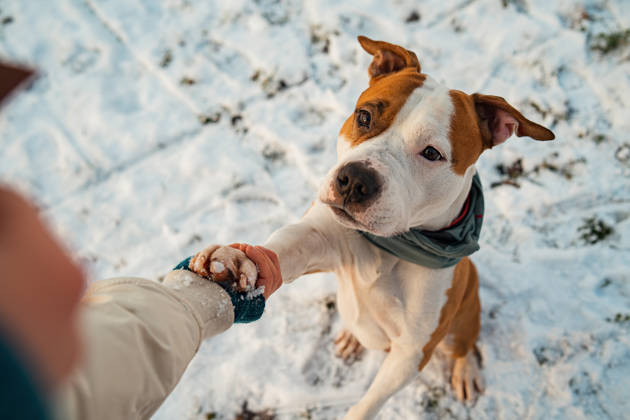 How To Protect Your Dog’s Paws in the Winter