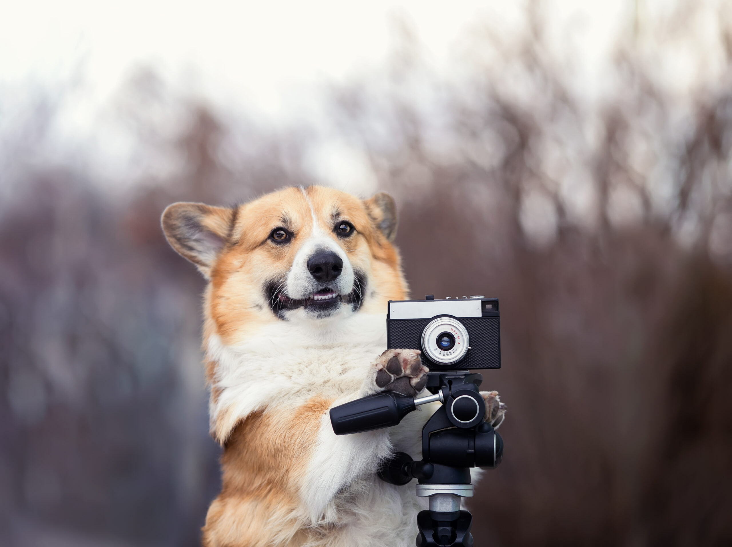 10 Photo Op Ideas For Dog Photography Day