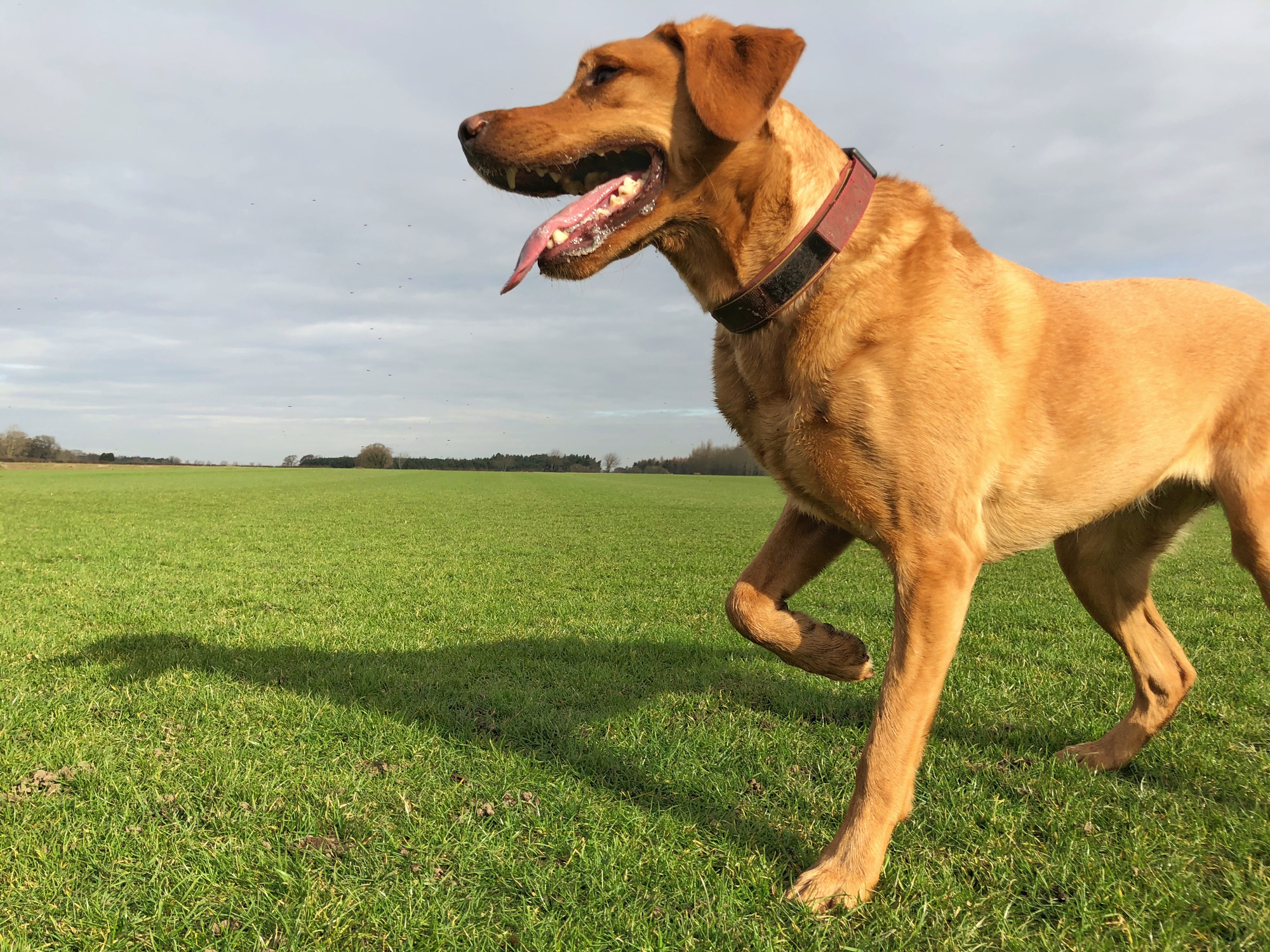 10 Common Causes of Limping In Dogs