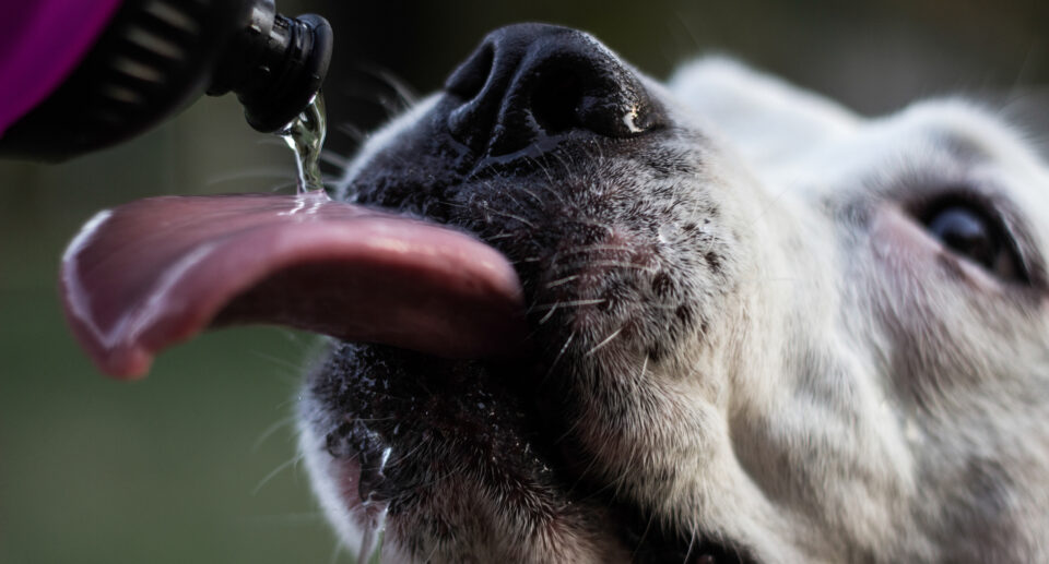 How Much Water Should My Dog Drink Per Day?