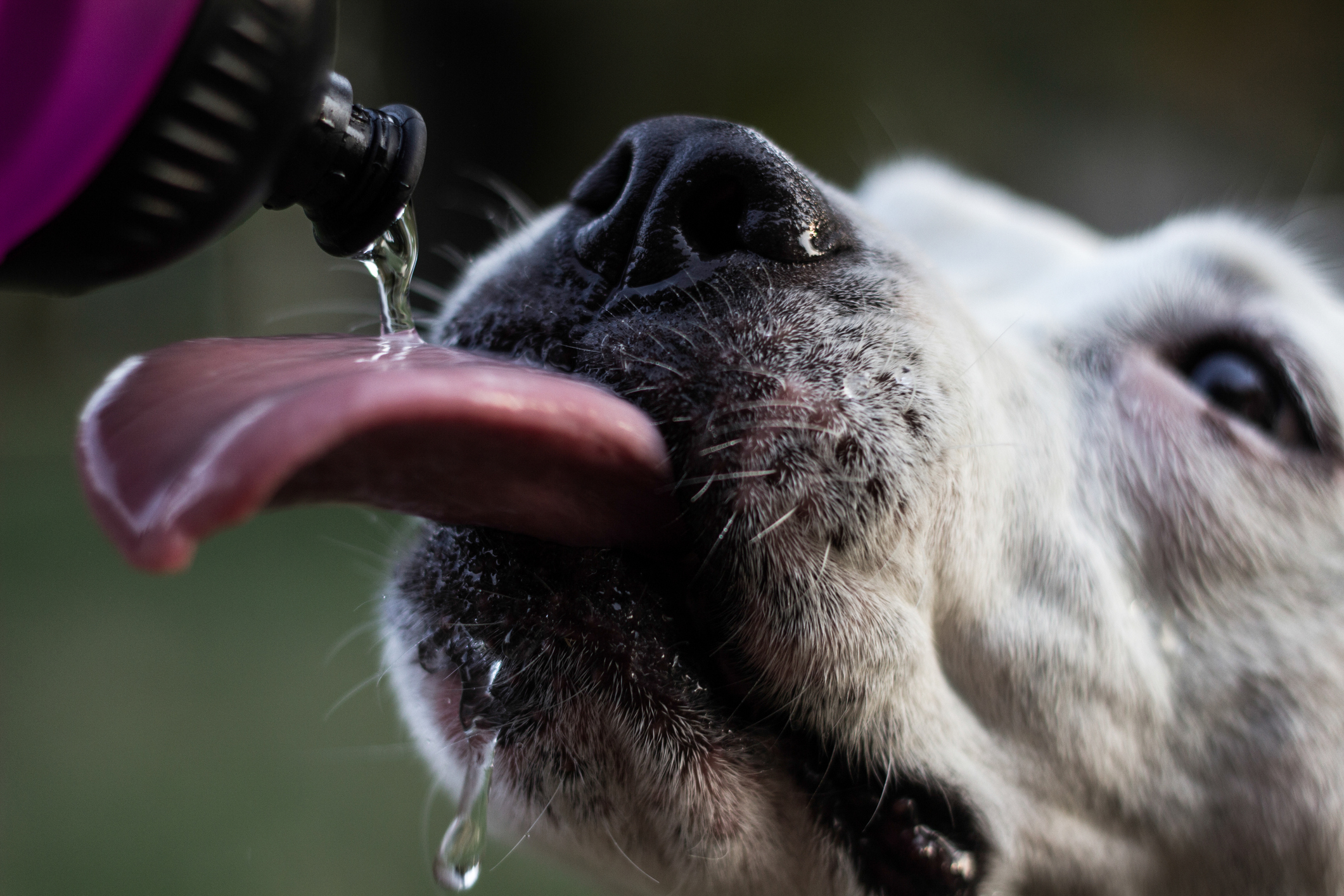 How Much Water Should My Dog Drink Per Day?