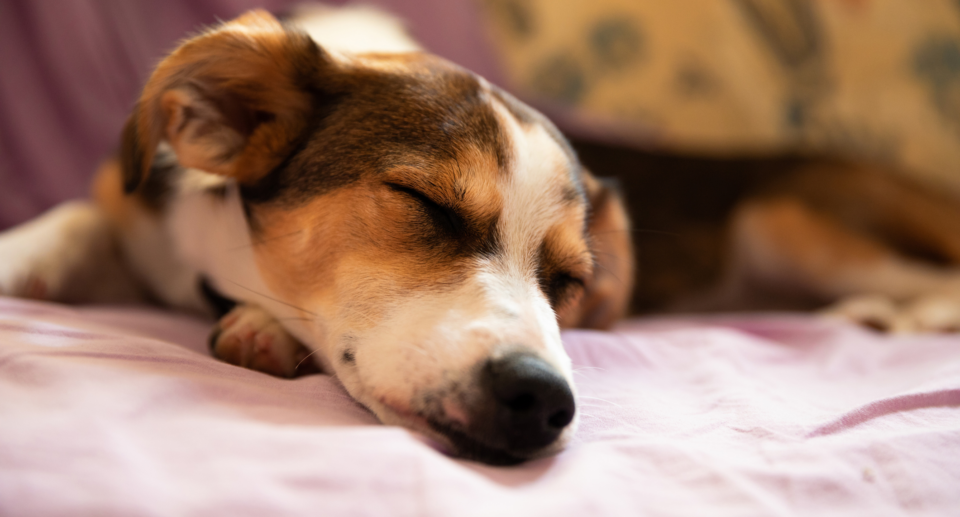 How Much Do Dogs Sleep? Decoding Your Dog’s Sleep Cycle