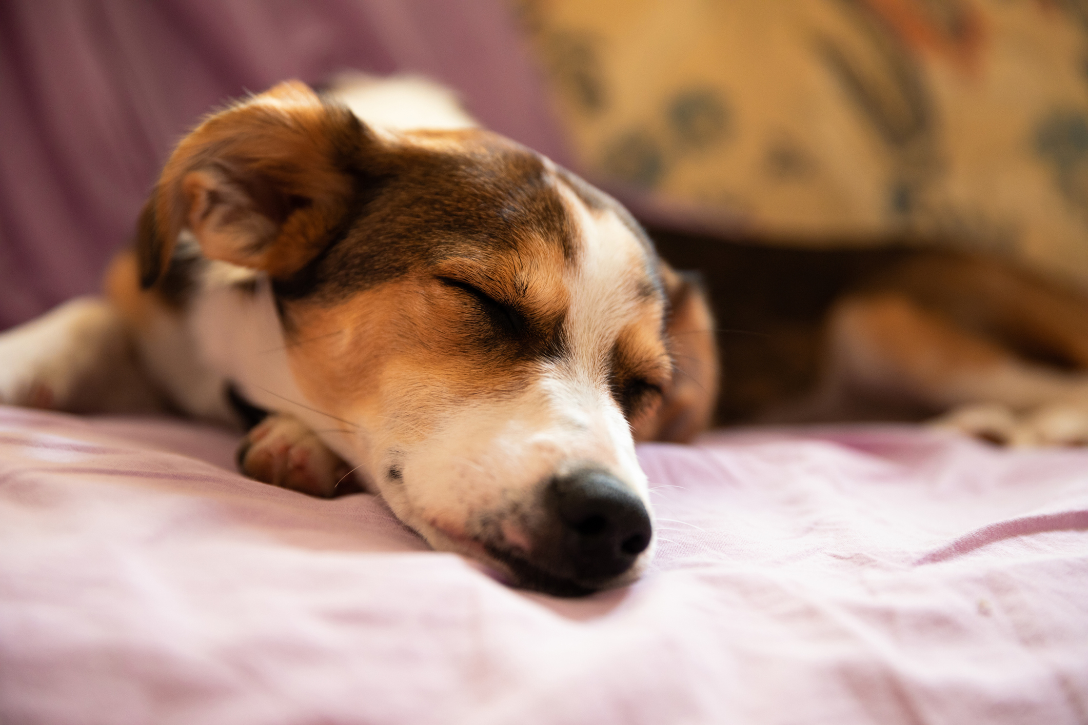 How Much Do Dogs Sleep? Decoding Your Dog’s Sleep Cycle