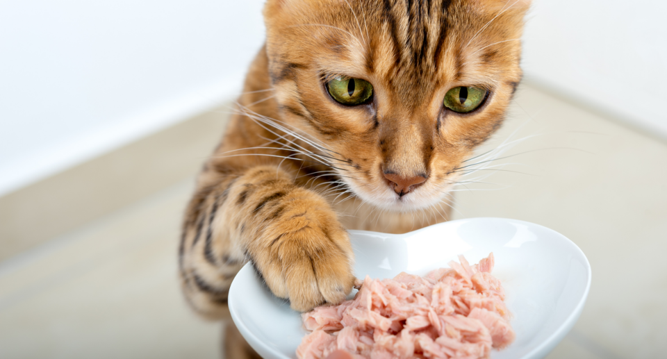 Why Cats Love Tuna, And How Much To Feed For Optimal Feline Bliss