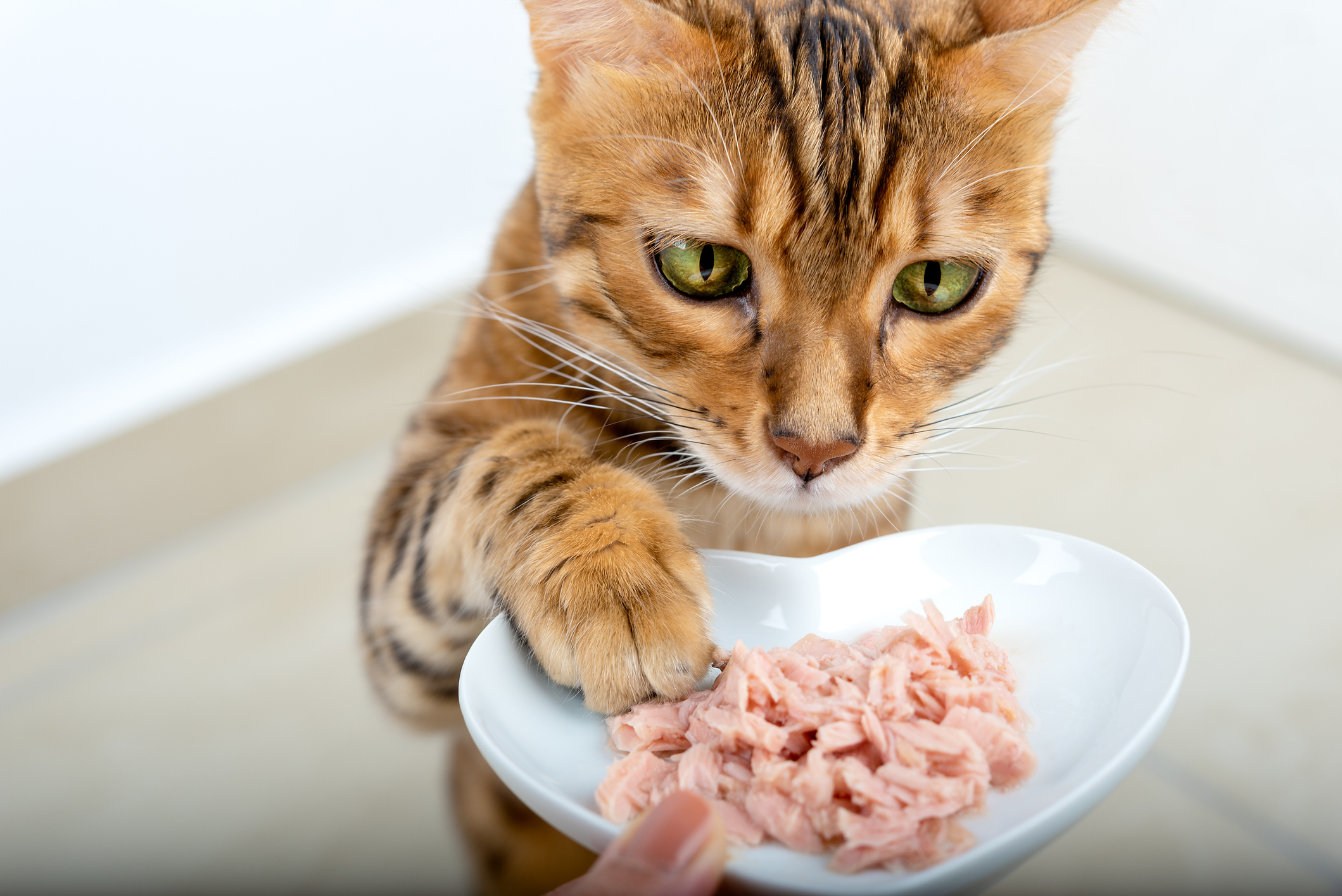 Why Cats Love Tuna, And How Much To Feed For Optimal Feline Bliss