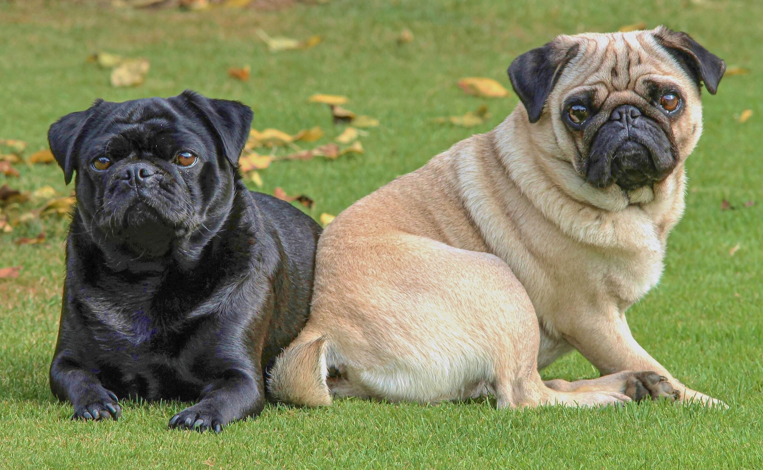 All About Your Pug: Care Guide and Breed Info