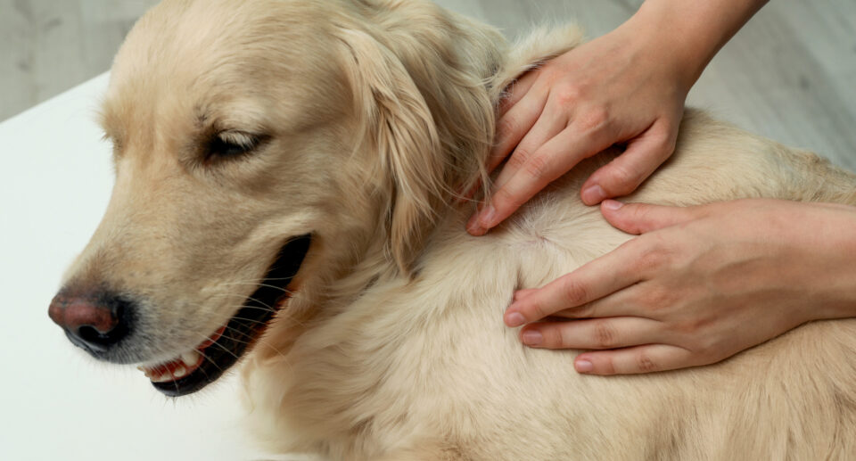 How To Tell If Your Dog Has Fleas