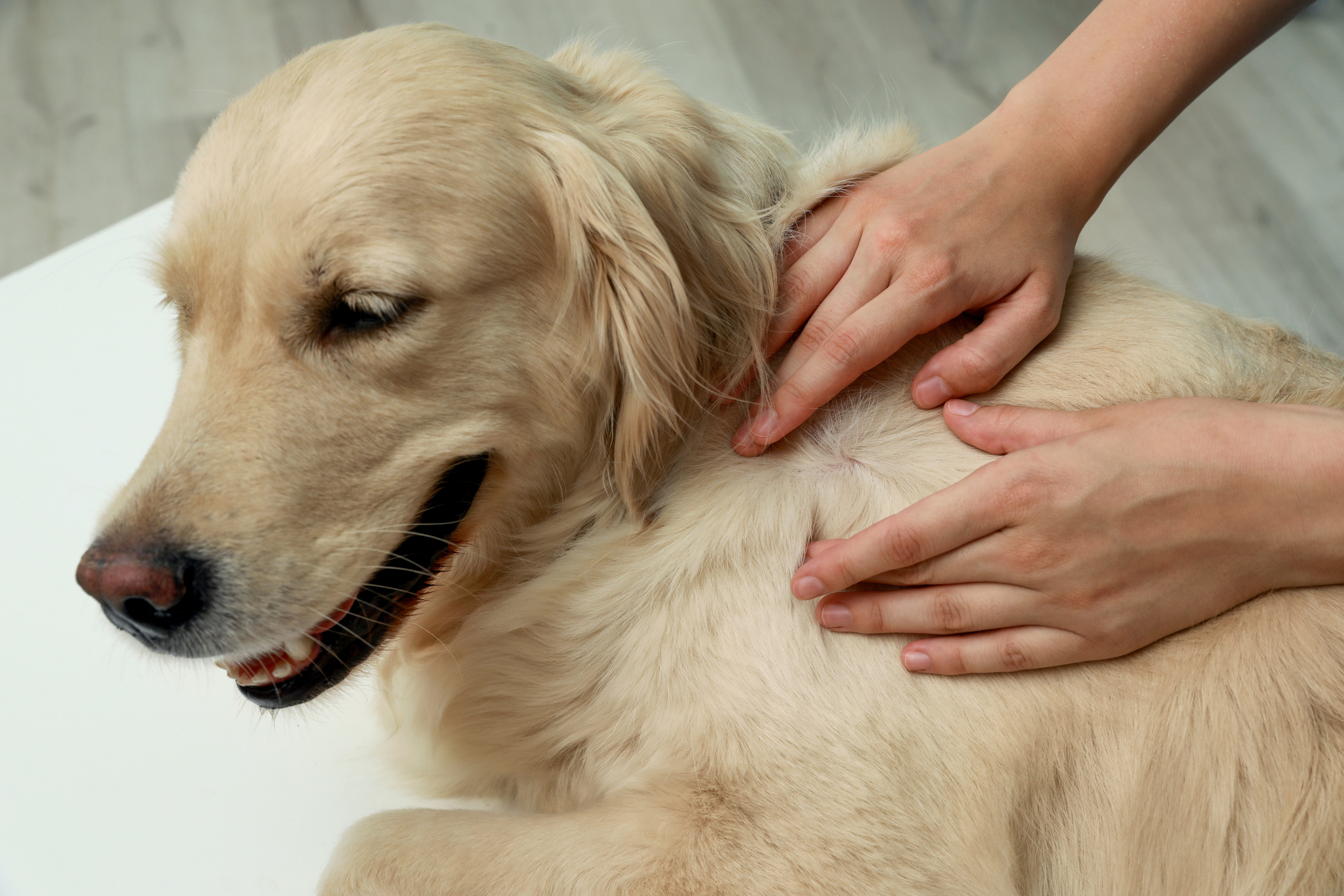 How To Tell If Your Dog Has Fleas