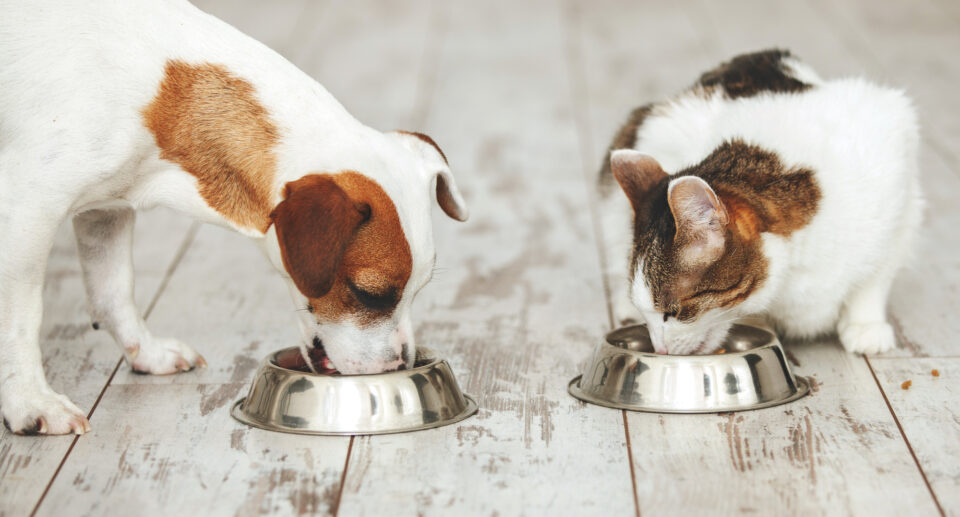 Can Dogs Go Vegan? What Dog Parents Should Know About Plant Based Dog Food