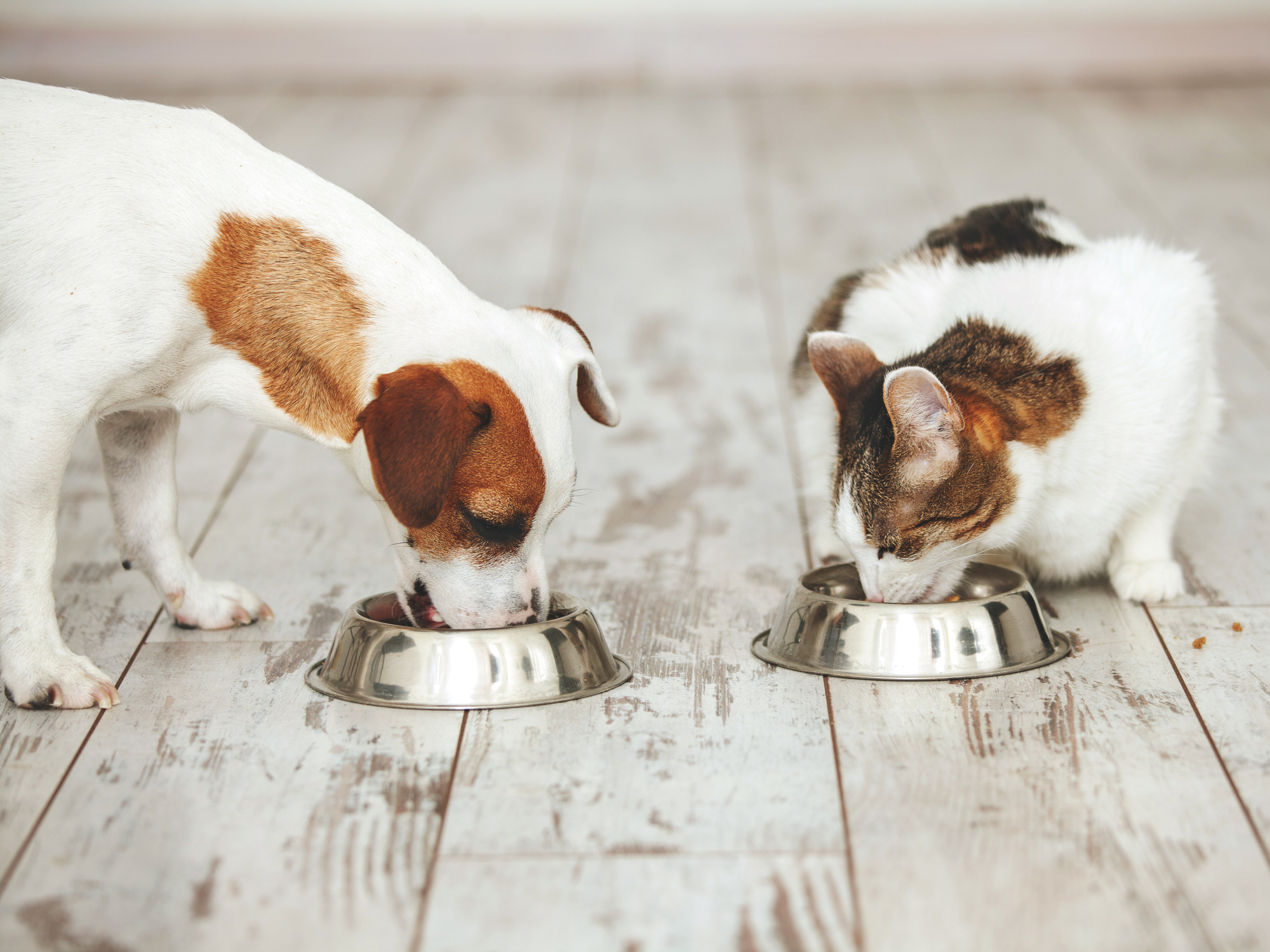 Can Dogs Go Vegan? What Dog Parents Should Know About Plant Based Dog Food