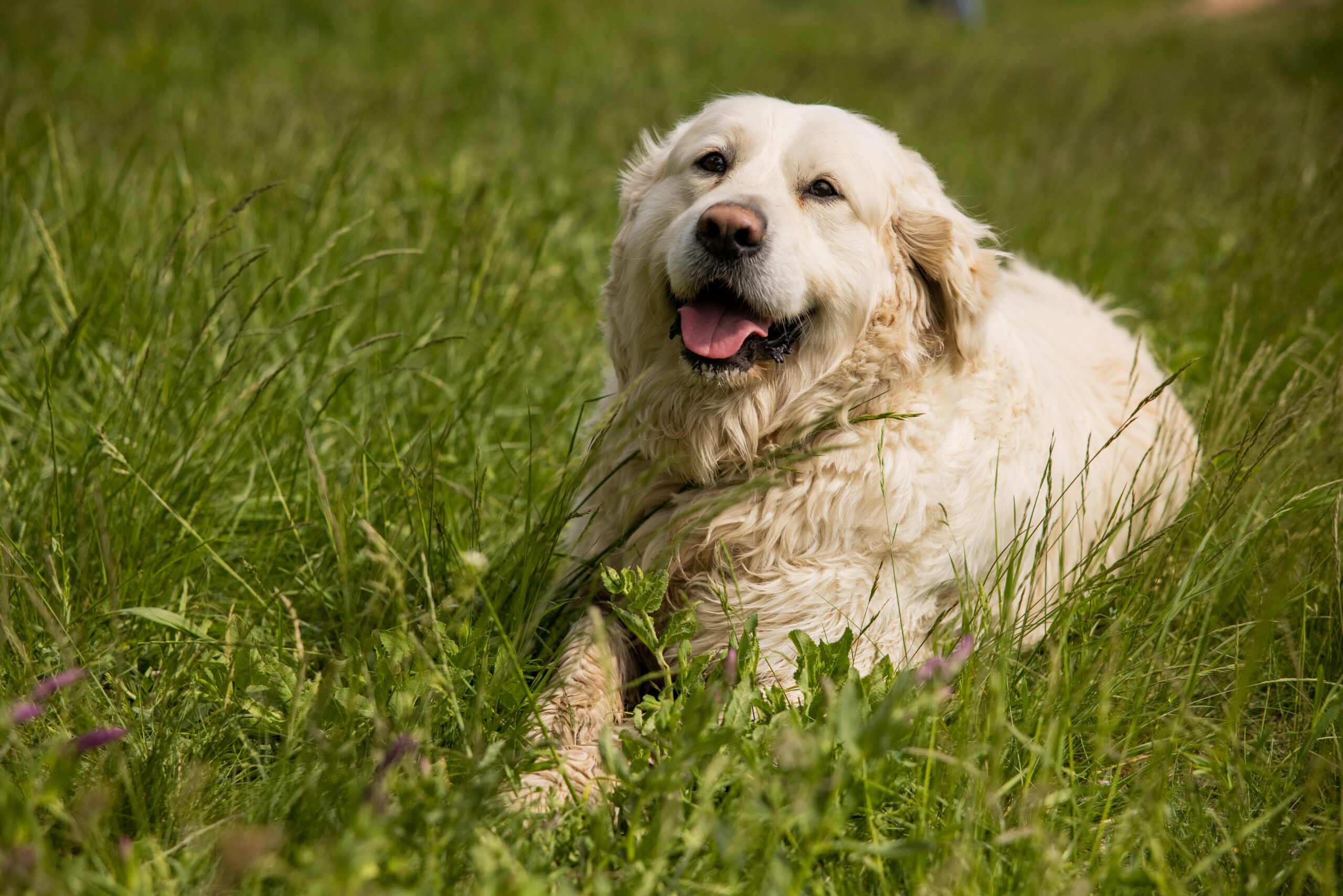 5 Warning Signs Of Overheating in Dogs