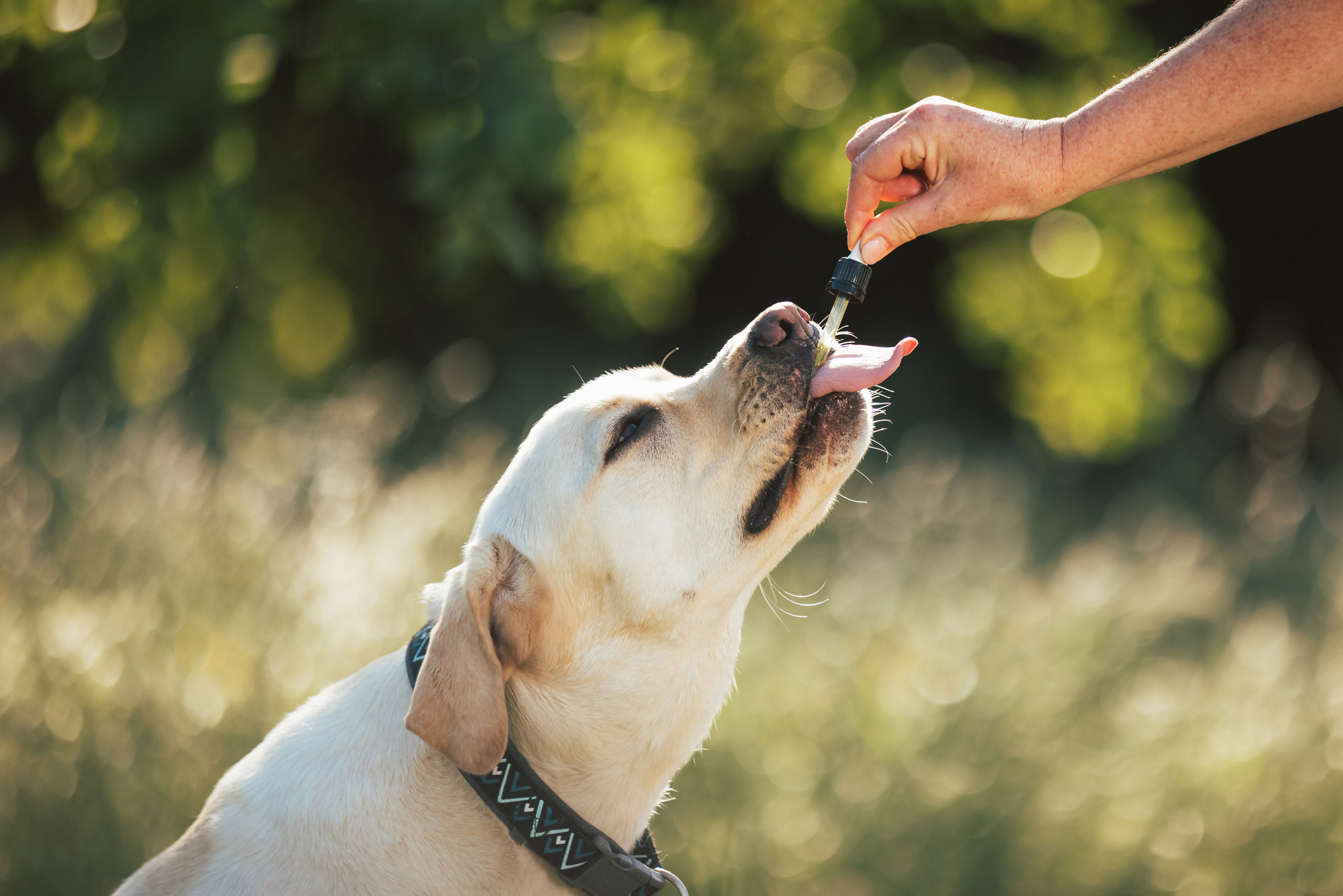 5 Best Supplements For Itchy Skin in Dogs