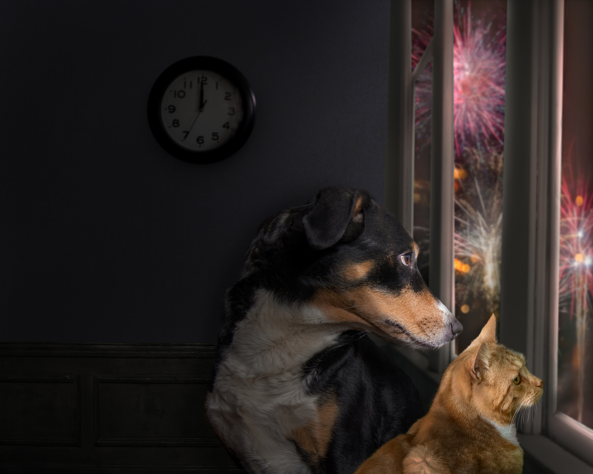 5 Little-Known Dangers of Fireworks To Dogs