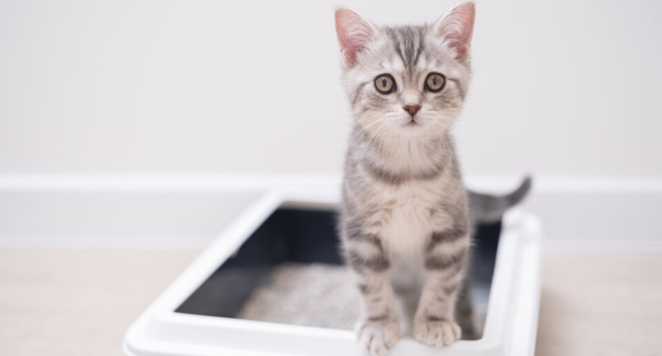 Brain-Altering Parasite or Harmless Pest? What Cat Parents Should Know About Toxoplasmosis