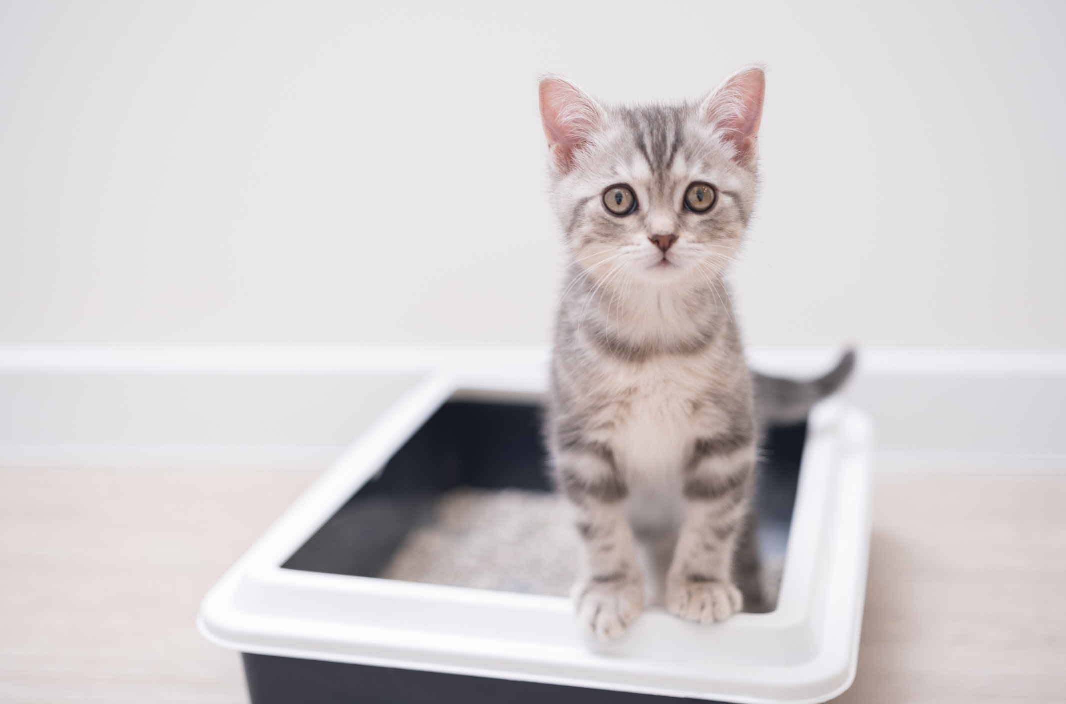 Brain-Altering Parasite or Harmless Pest? What Cat Parents Should Know About Toxoplasmosis